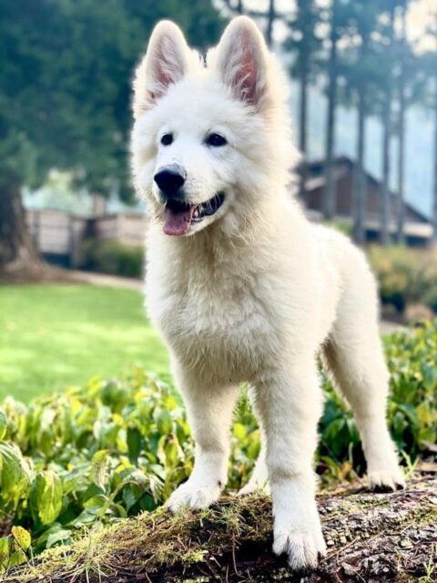 Our Testimonials - Berger Blanc Suisse Puppies for Sale