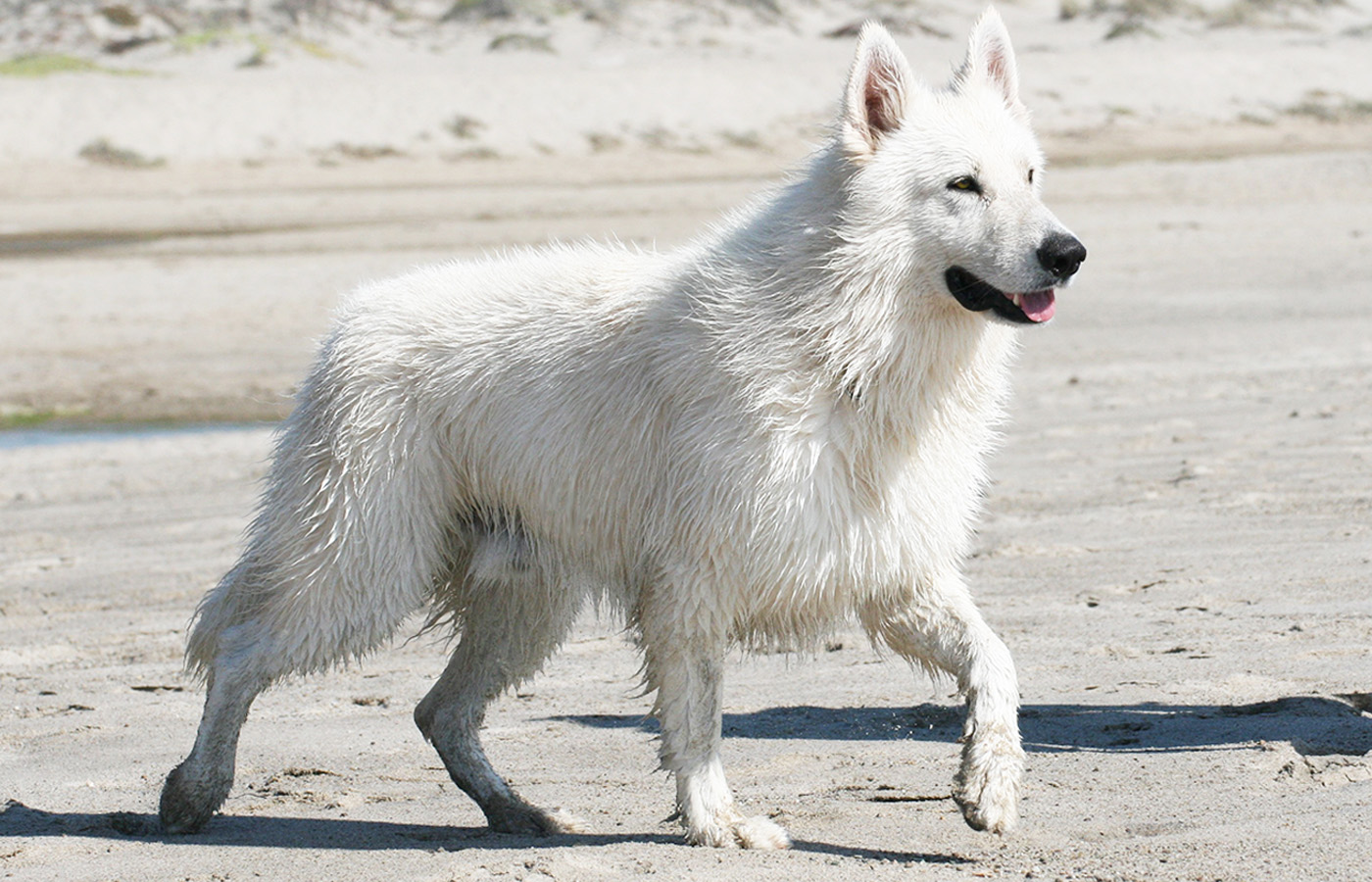 white wolf german shepherd