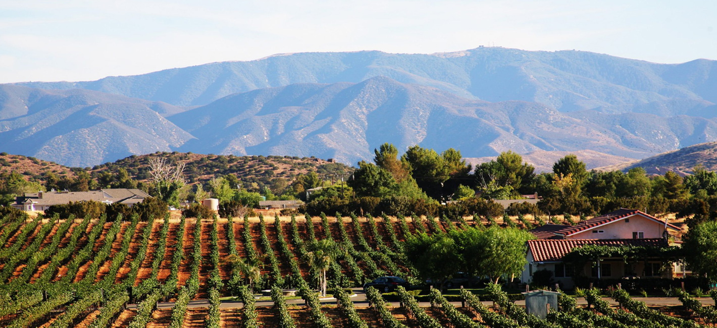 reyes winery