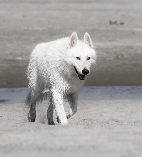 Ice - Berger Blanc Suisse Puppies for Sale