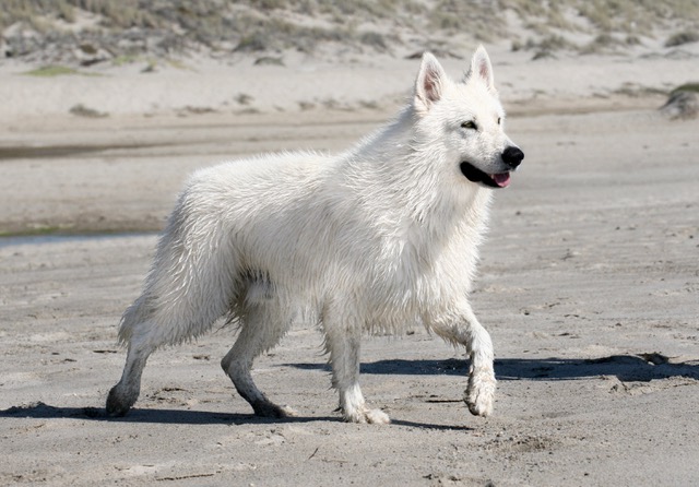 About The Breed - Berger Blanc Suisse Puppies for Sale