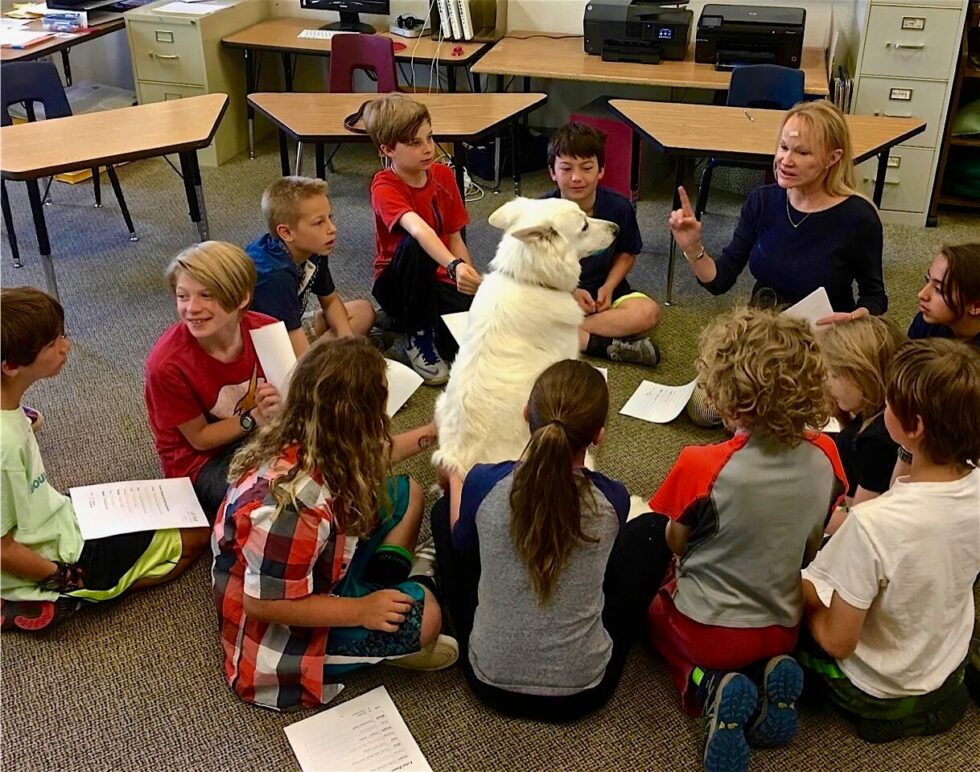 Berger Blanc Suisse in classroom