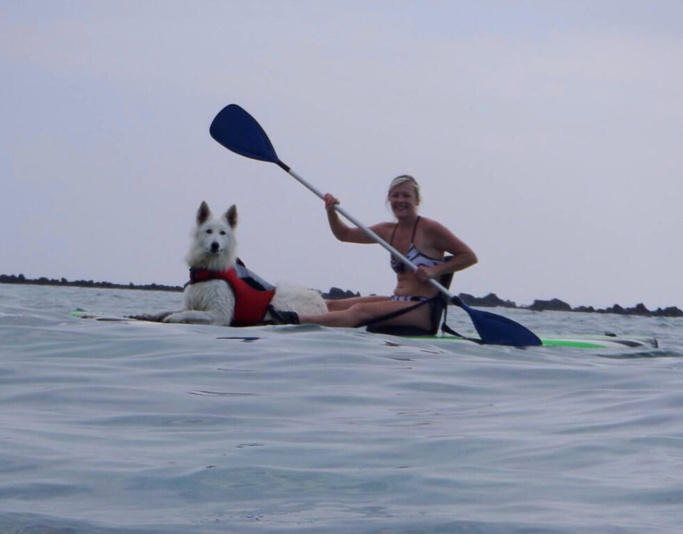 Berger Blanc Suisse on paddle board