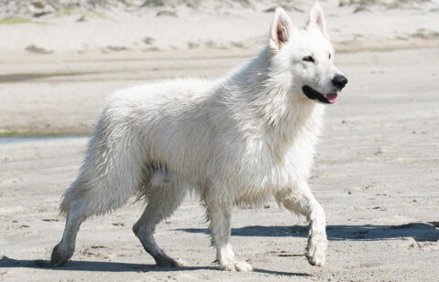 Berger Blanc Suisse Puppies for Sale | Dances With Wolves Ranch