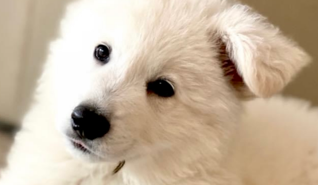 Helping Your Berger Blanc Suisse Overcome Fear of Loud Noises