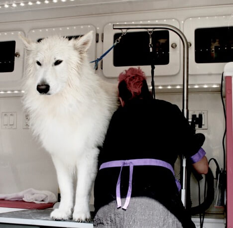 grooming a Berger Blanc Suisse