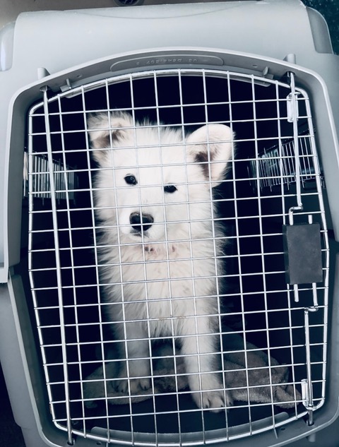 Why You Should Crate Train Your Berger Blanc Suisse (White Swiss Shepherd)