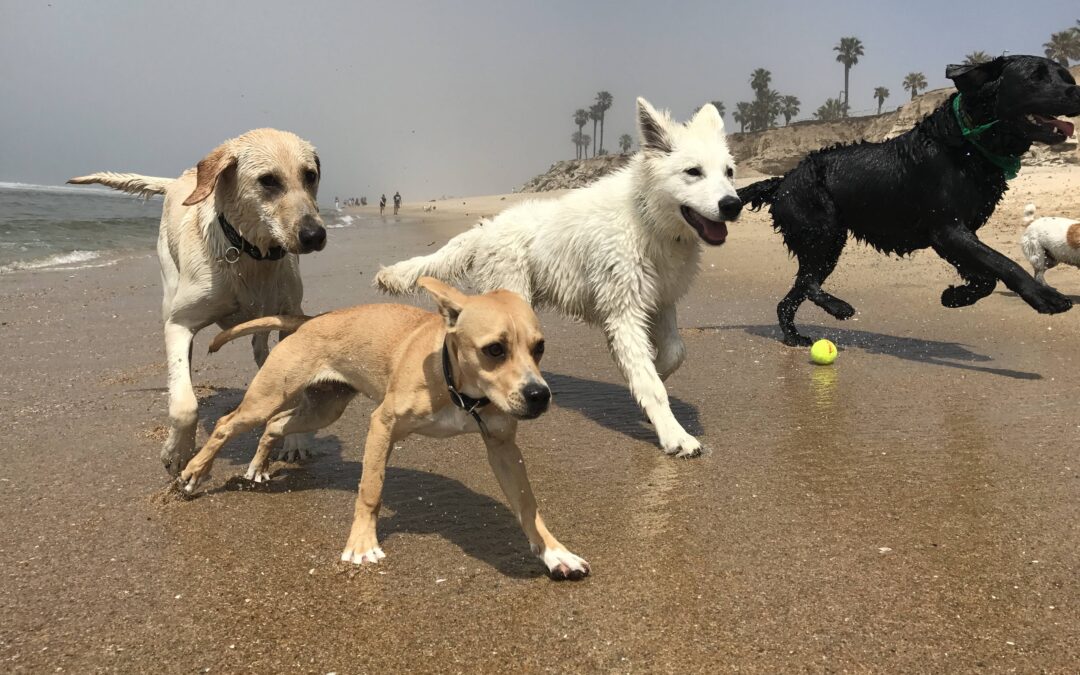 Should I Take My Berger Blanc Suisse Puppy to a Dog Park?