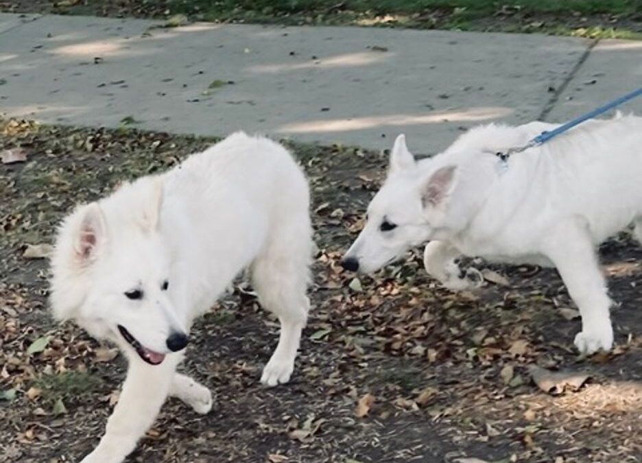 Training Your White Swiss Shepherd Not to Pull on the Leash