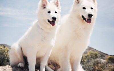 Should I get a male or female White Swiss Shepherd ?