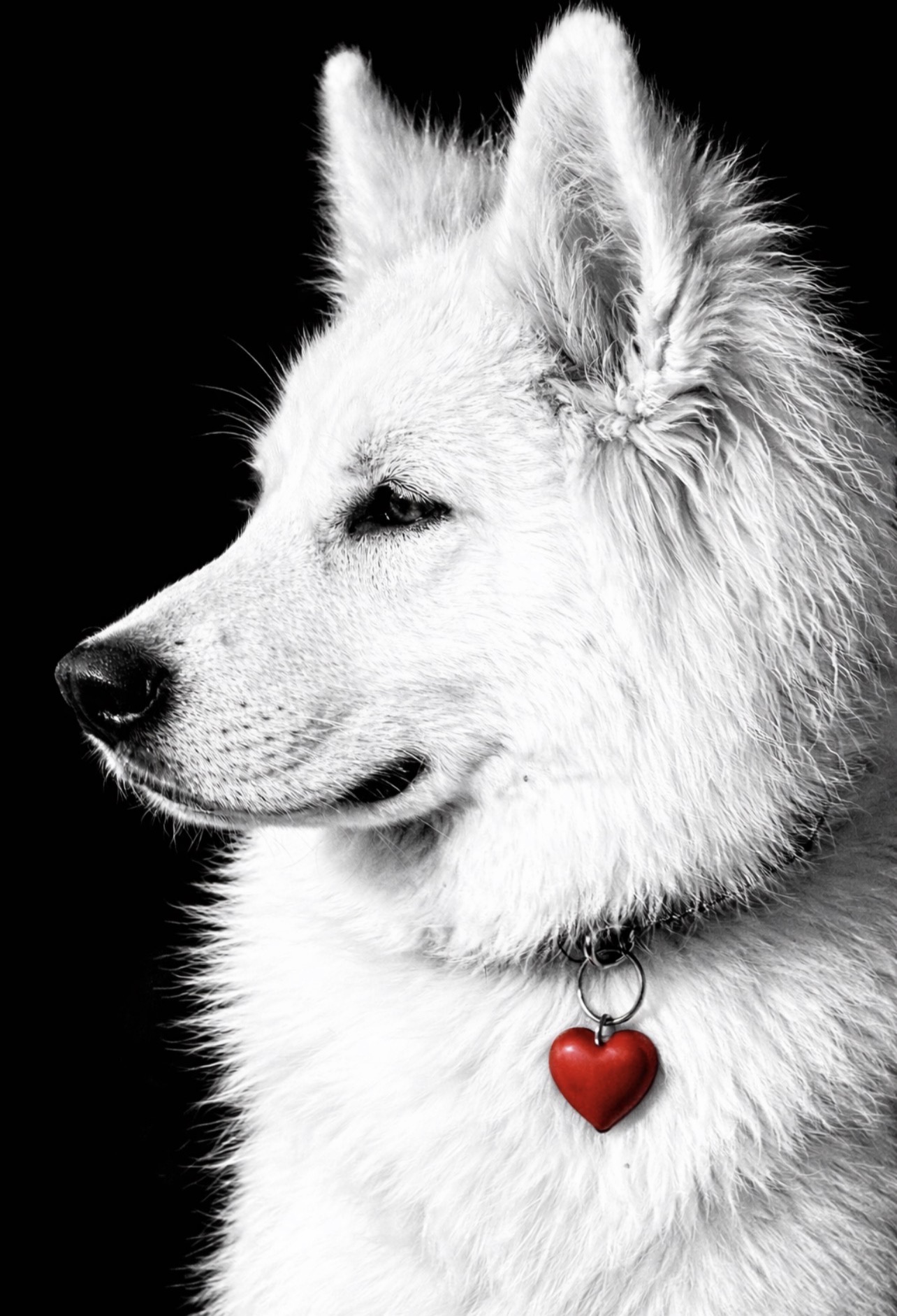 white swiss shepherd puppies looking up at camera