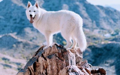 Berger Blanc Suisse vs White Shepherd vs German Shepherd