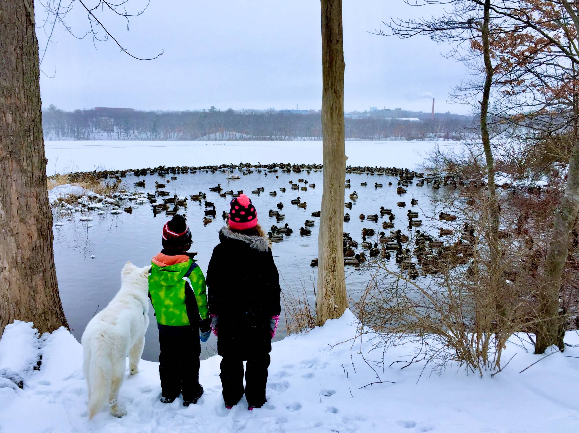 White Swiss Shepherd with children watching ducks on a snowy winter day