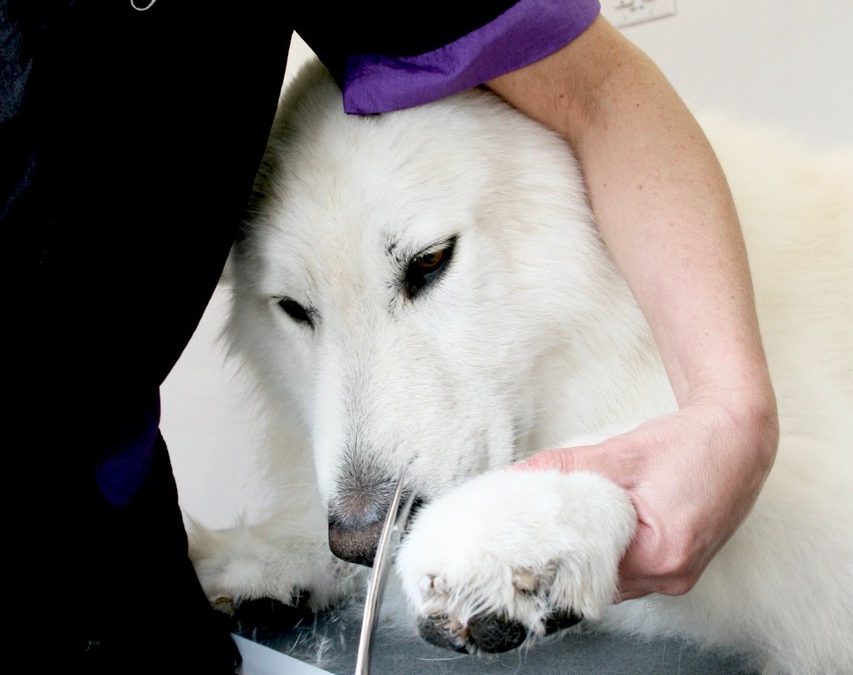 White Swiss Shepherd Grooming