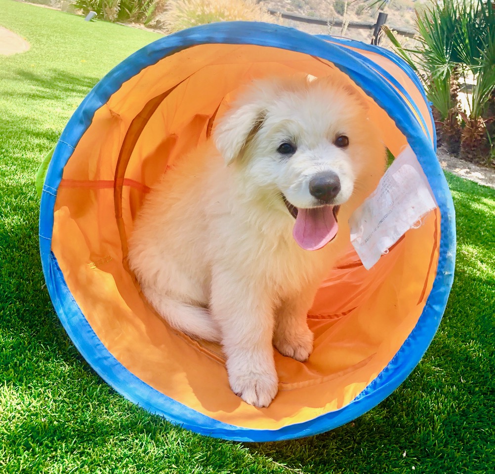 White Swiss Shepherd