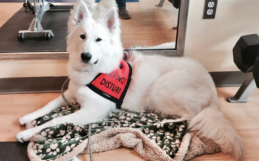 White Swiss Shepherd Service Dogs