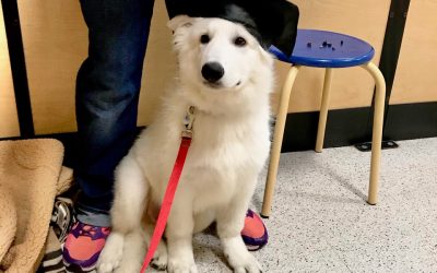 White Swiss Shepherd Training