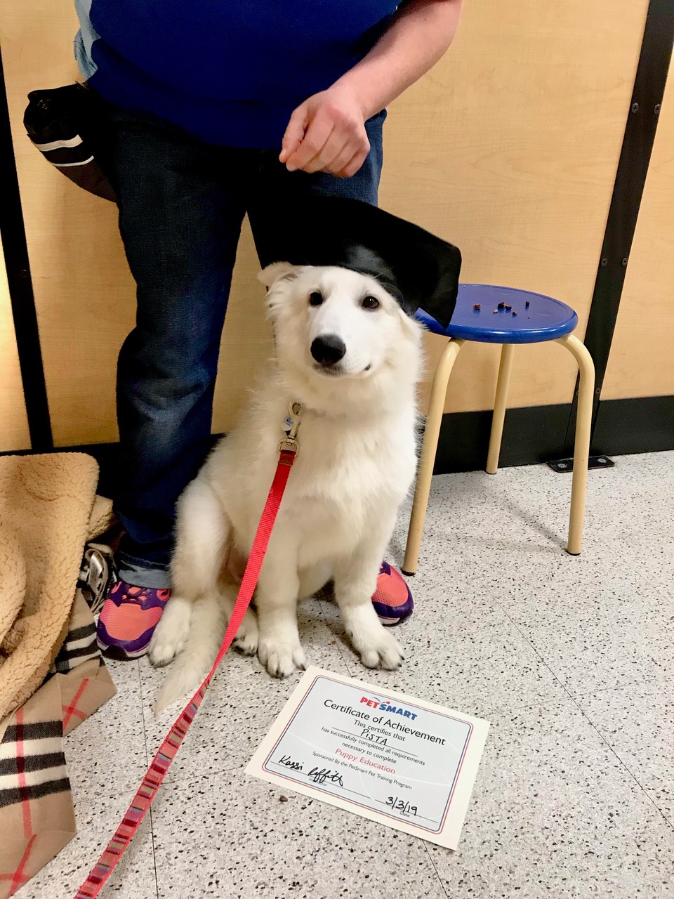 White Swiss Shepherd